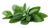 Patchouli