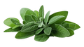 Patchouli