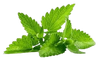 Artemisia