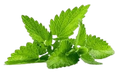 Artemisia